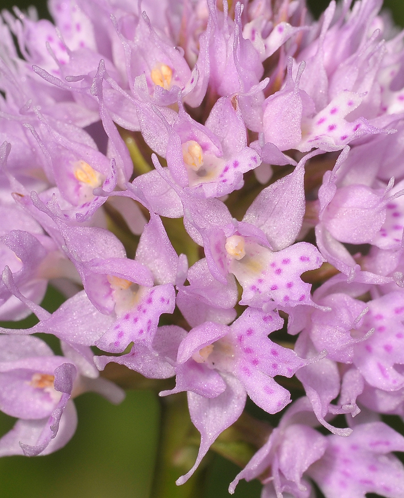 Traunsteinera globosa. Close-up.