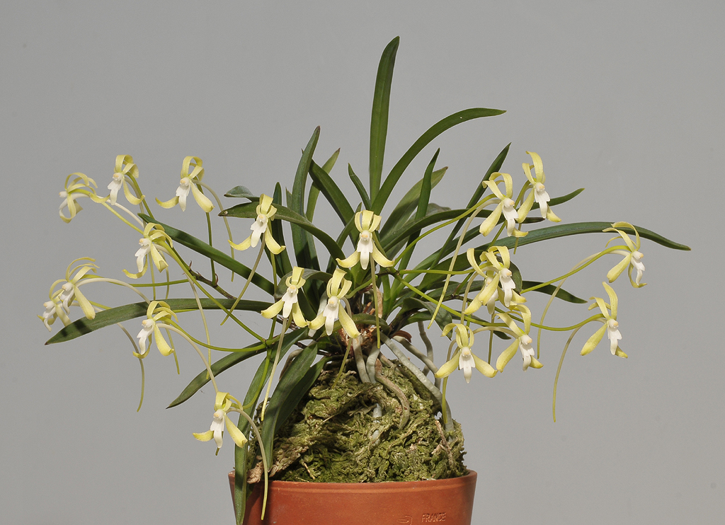 Neofinetia falcata Hisui.