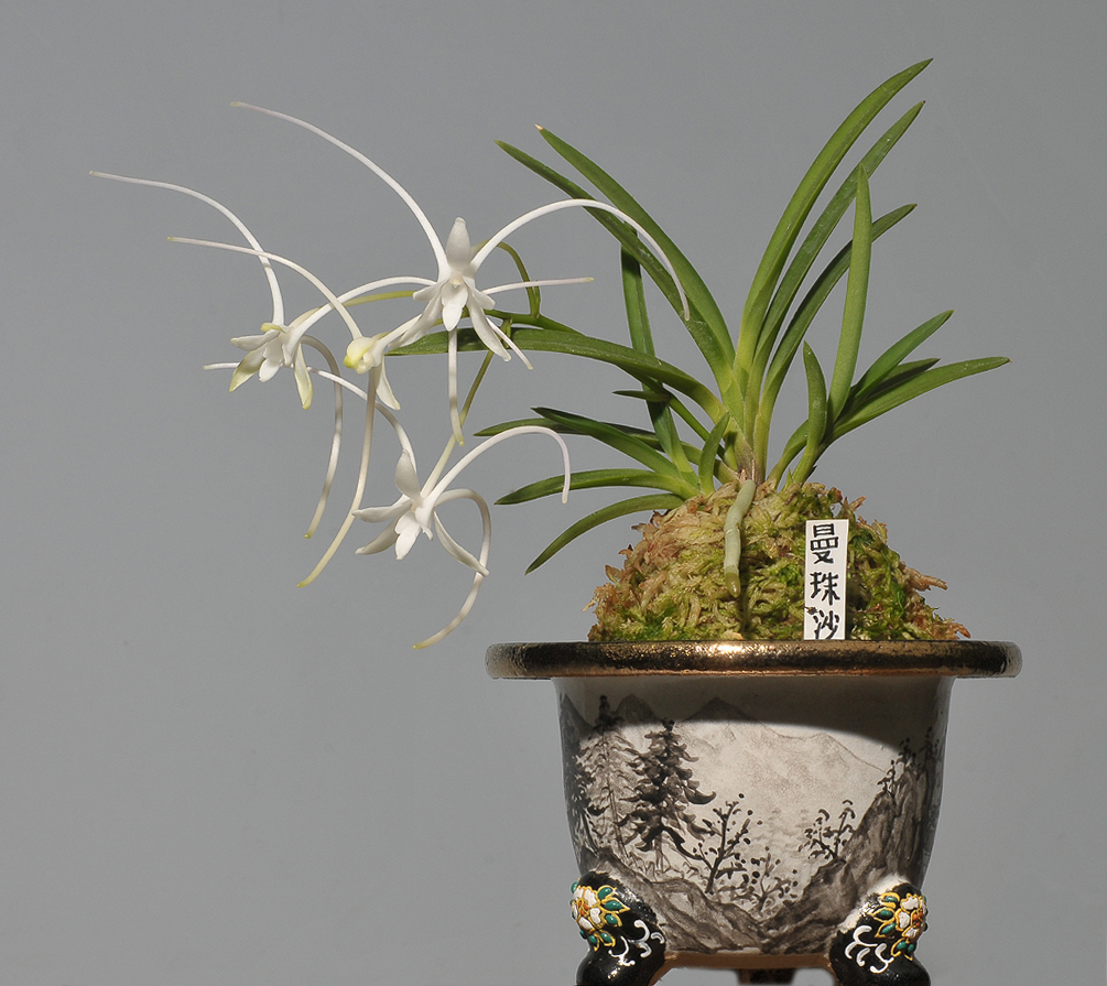 Neofinetia falcata Manjusyage.