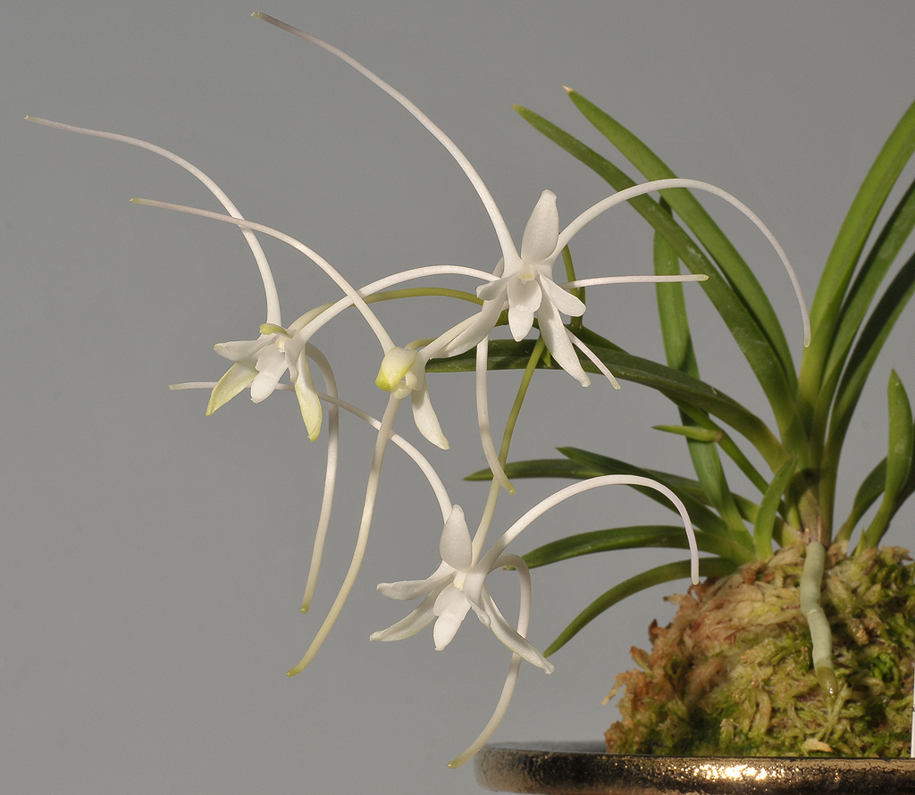 Neofinetia falcata Manjusyage.Closer.