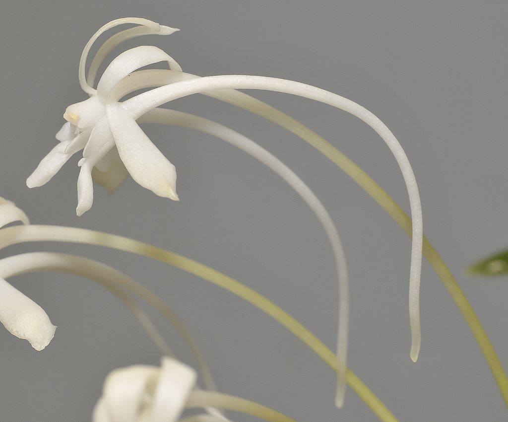 Neofinetia falcata Soubiryu. Closer. Side.