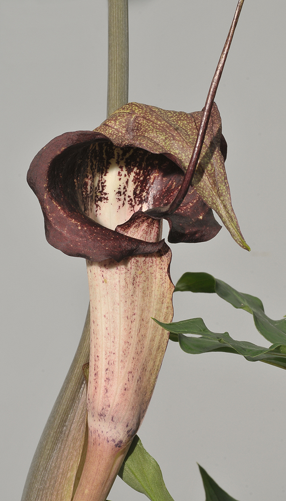 Arisaema urashima. Close-up.