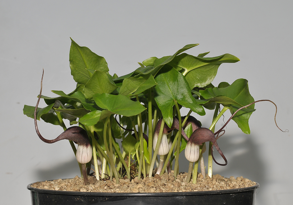 Arisarum proboscoideum.