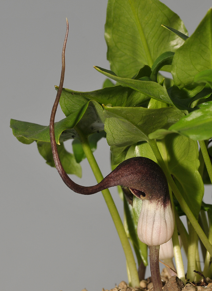 Arisarum proboscoideum. Close-up.