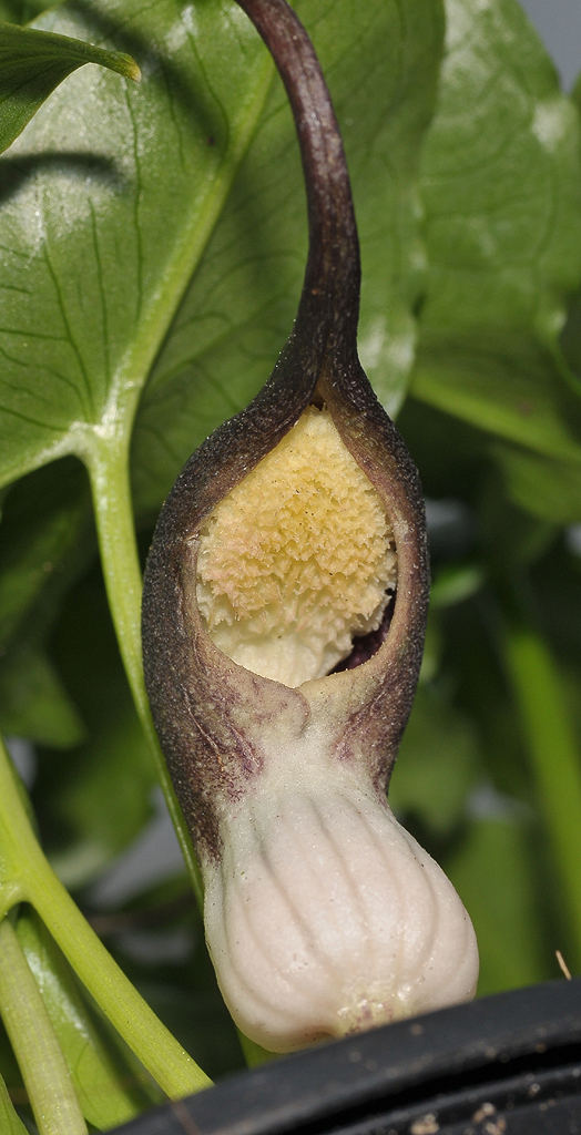 Arisarum proboscoideum. Close-up from below.