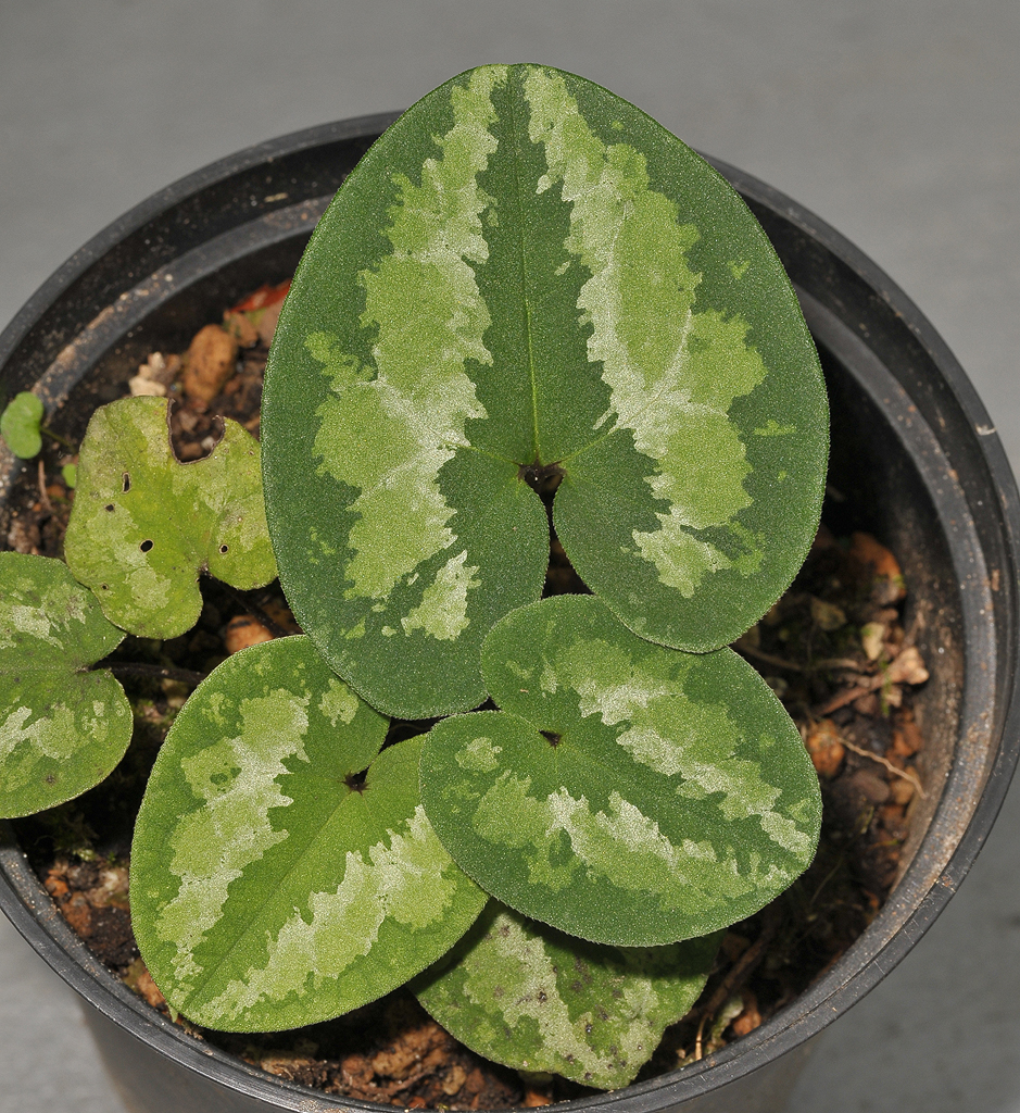 Asarum asaroides.