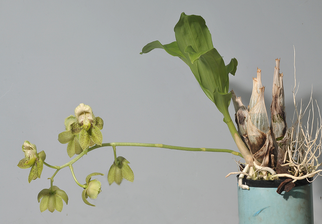 Catasetum atratum.