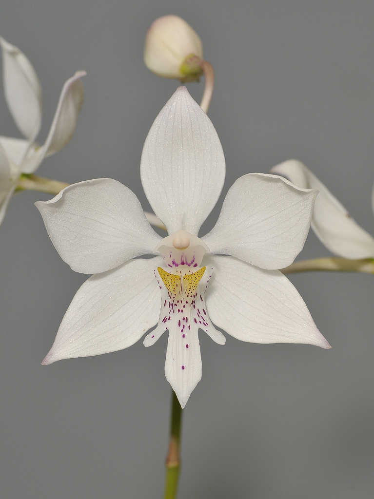Caularthron bicornutum.