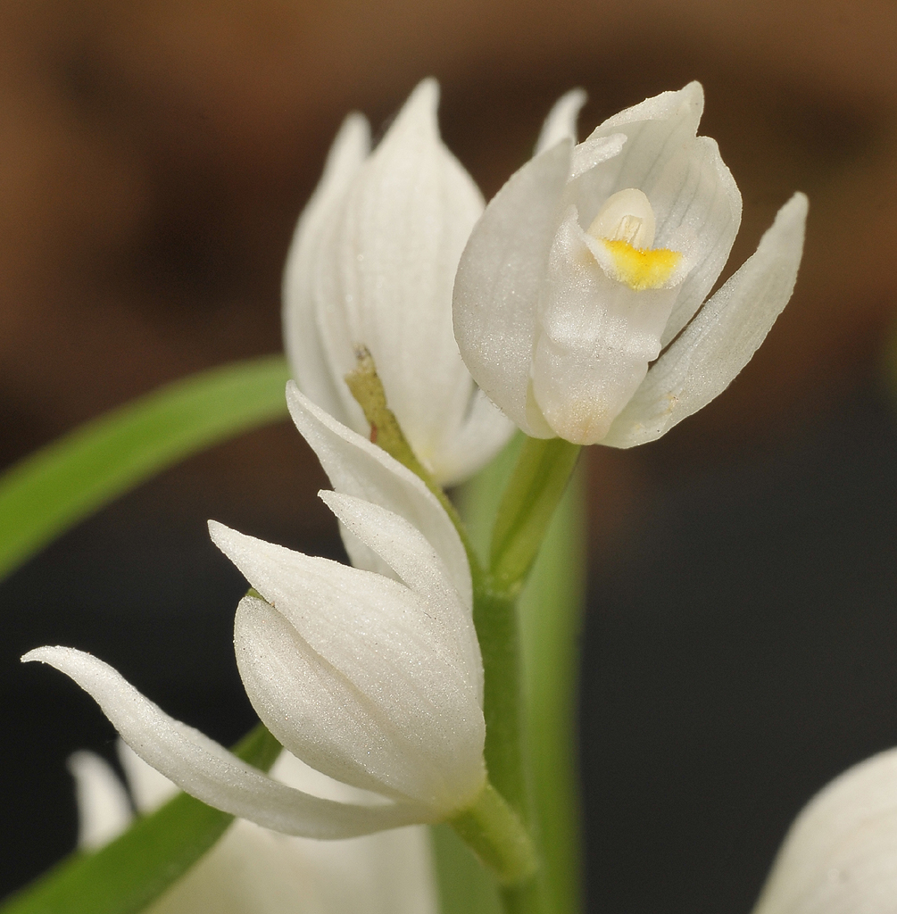 Cephalanthera longifolia.