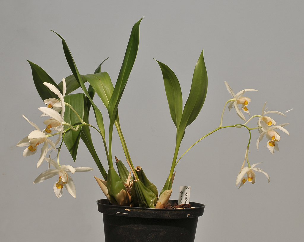 Coelogyne punctulata. plant.