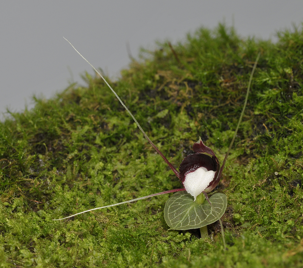 Corybas geminigibbus.