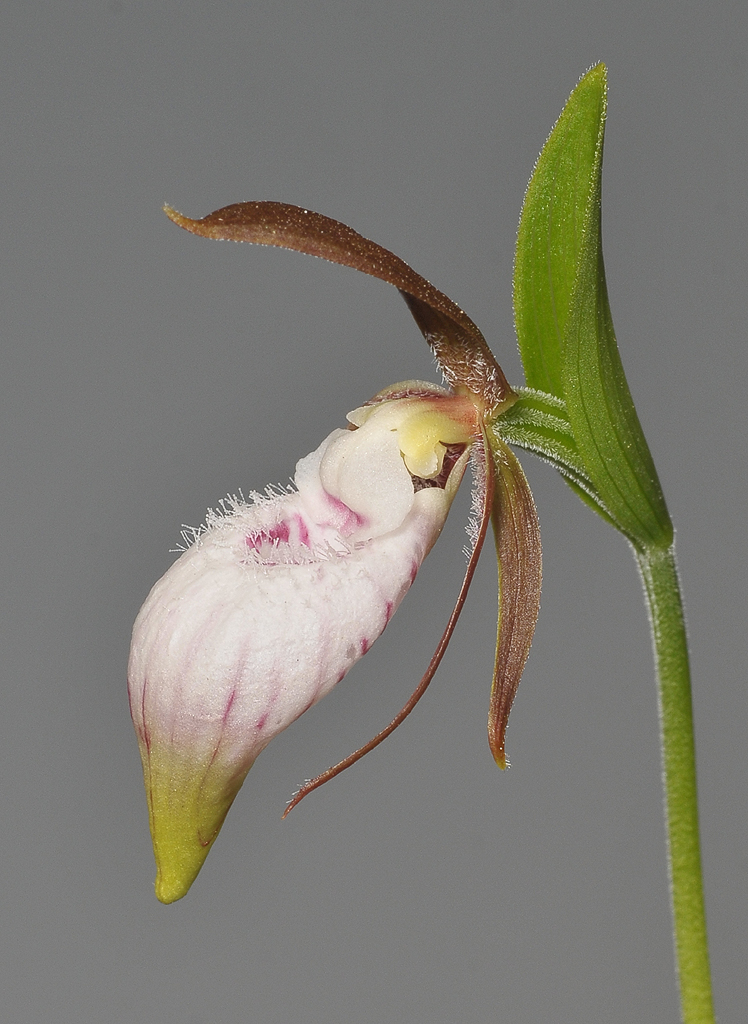 Cypripedium plectrochilum.