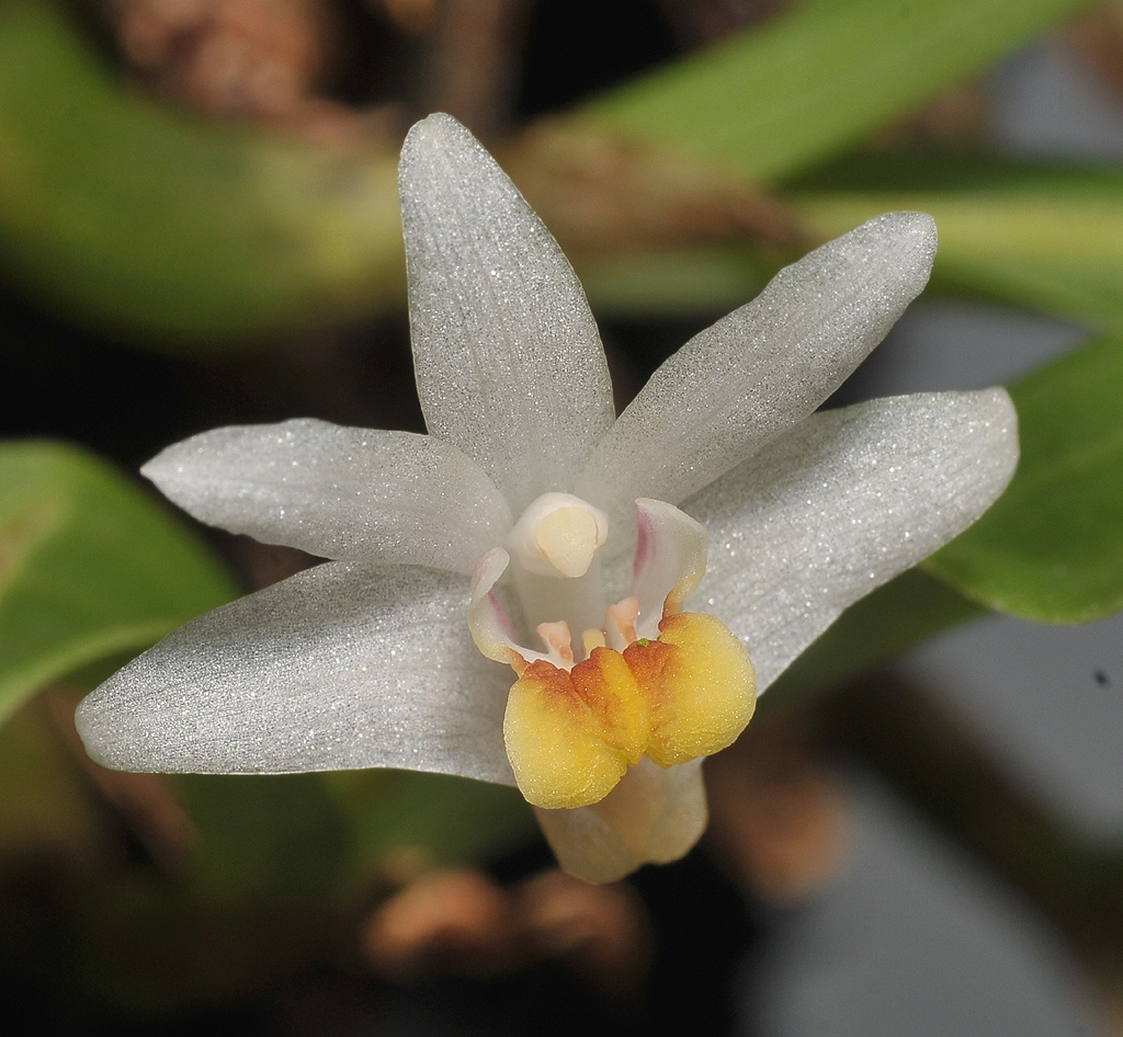 Eria japonica. Close-up.