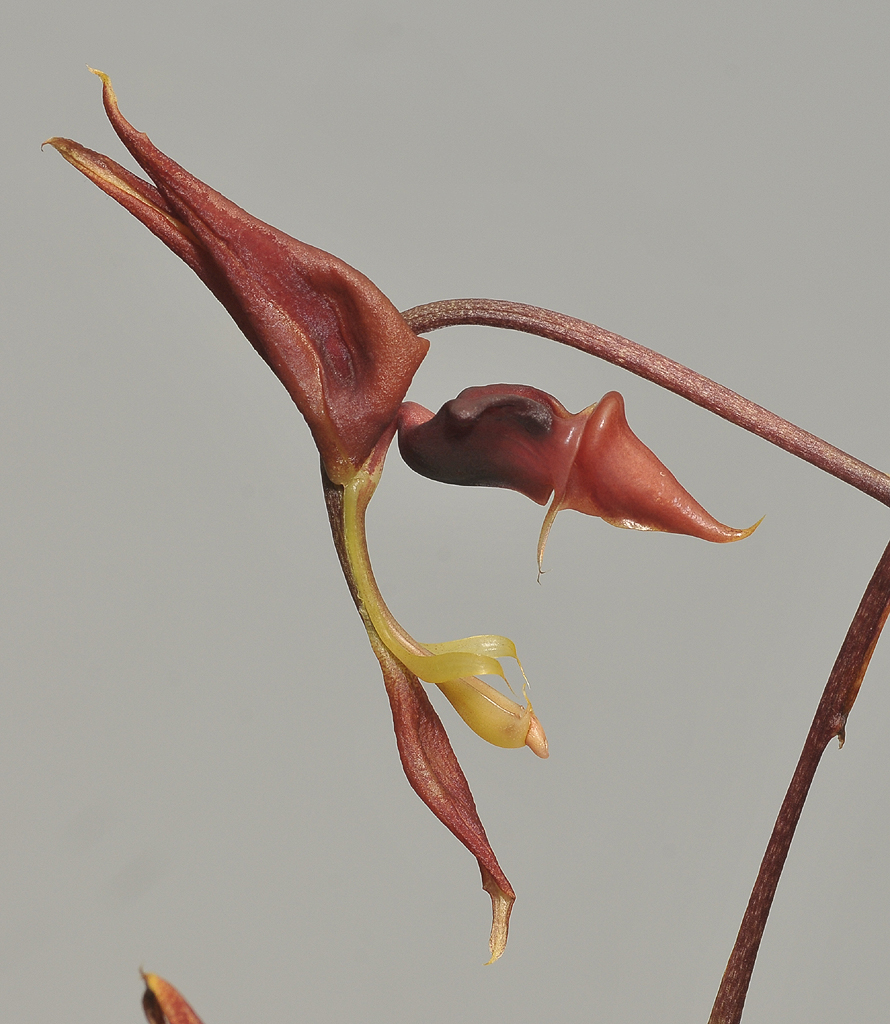 Gongora spec.