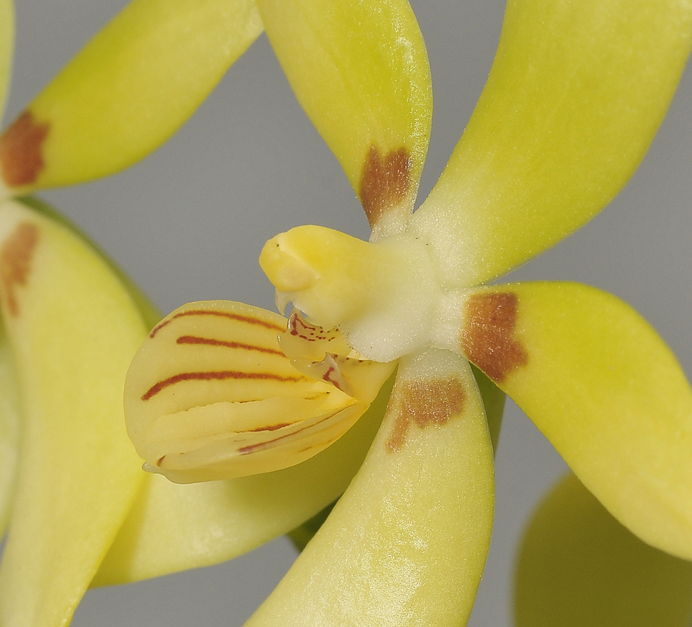 Phalaenopsis cochlearis. Close-up.
