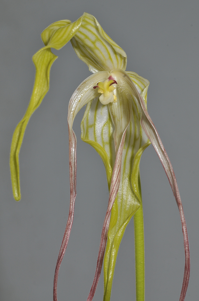 Phragmipedium lindenii. Closer.
