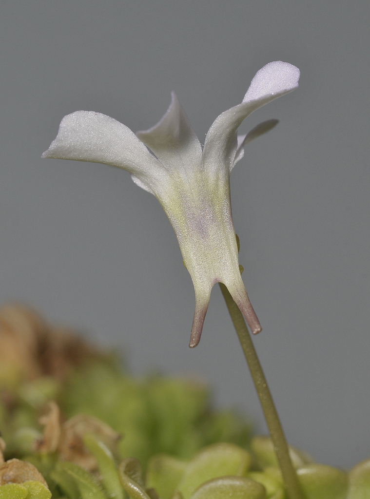 Pinguicula rotundiflora. Mutant.