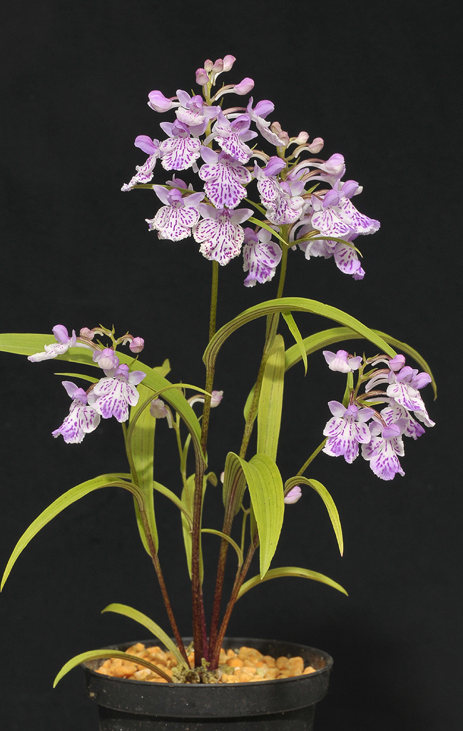 Ponerorchis graminifolia.