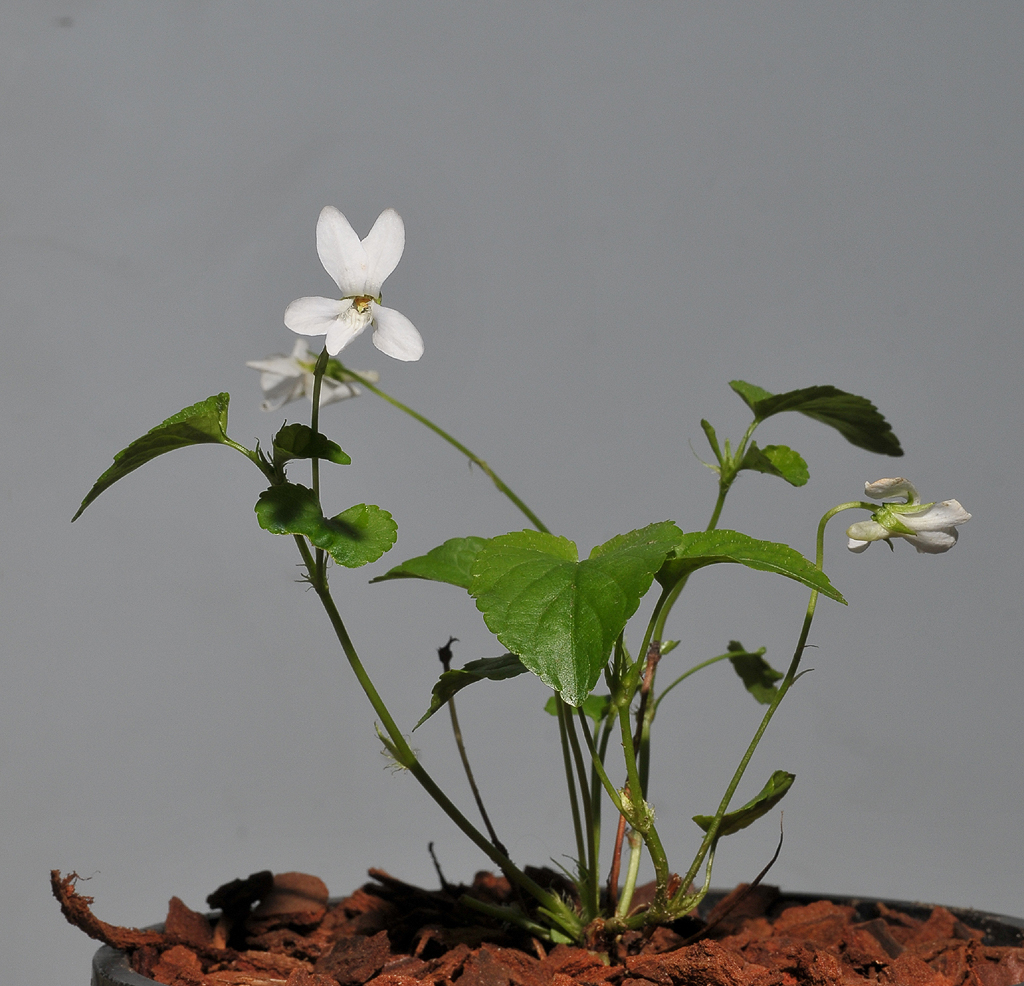 Viola reichenbachiana fma. alba.