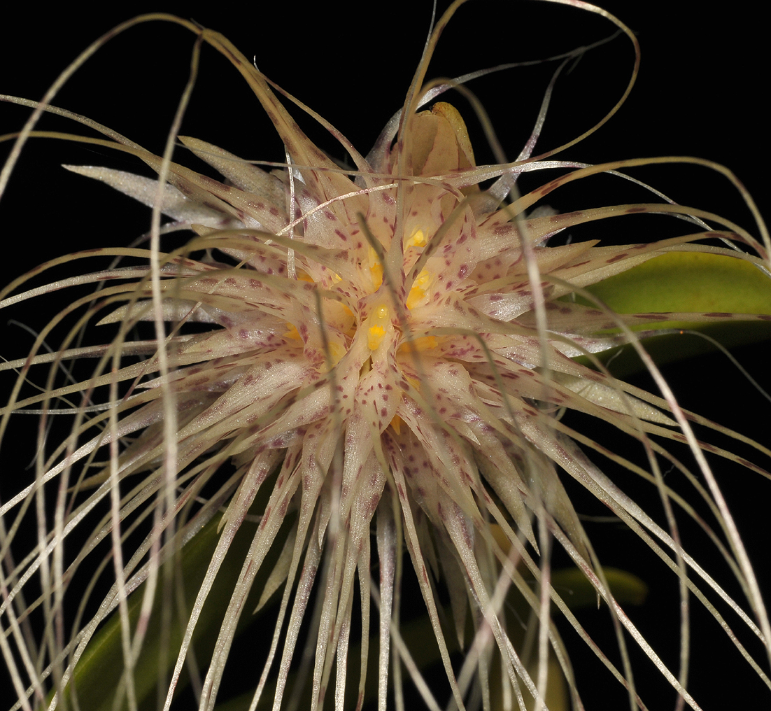 Bulbophyllum medusa.