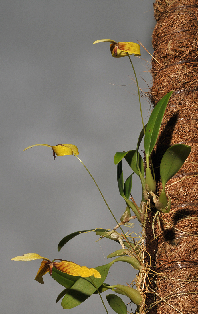 Bulbophyllum quadrangulare.