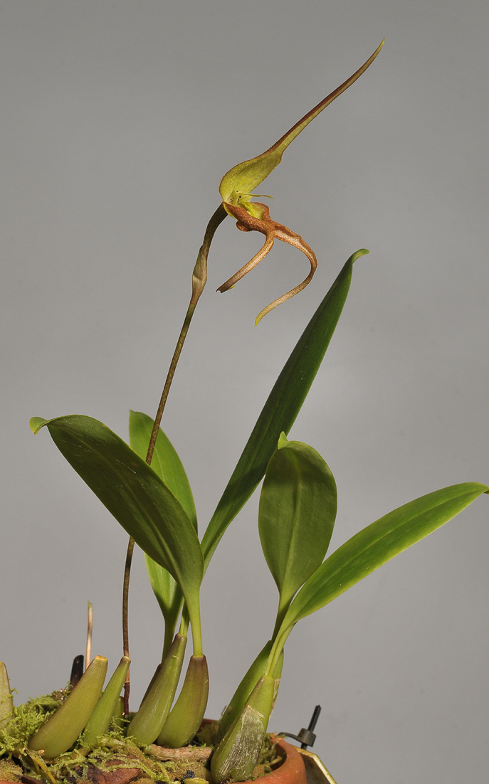 Bulbophyllum schmidii.