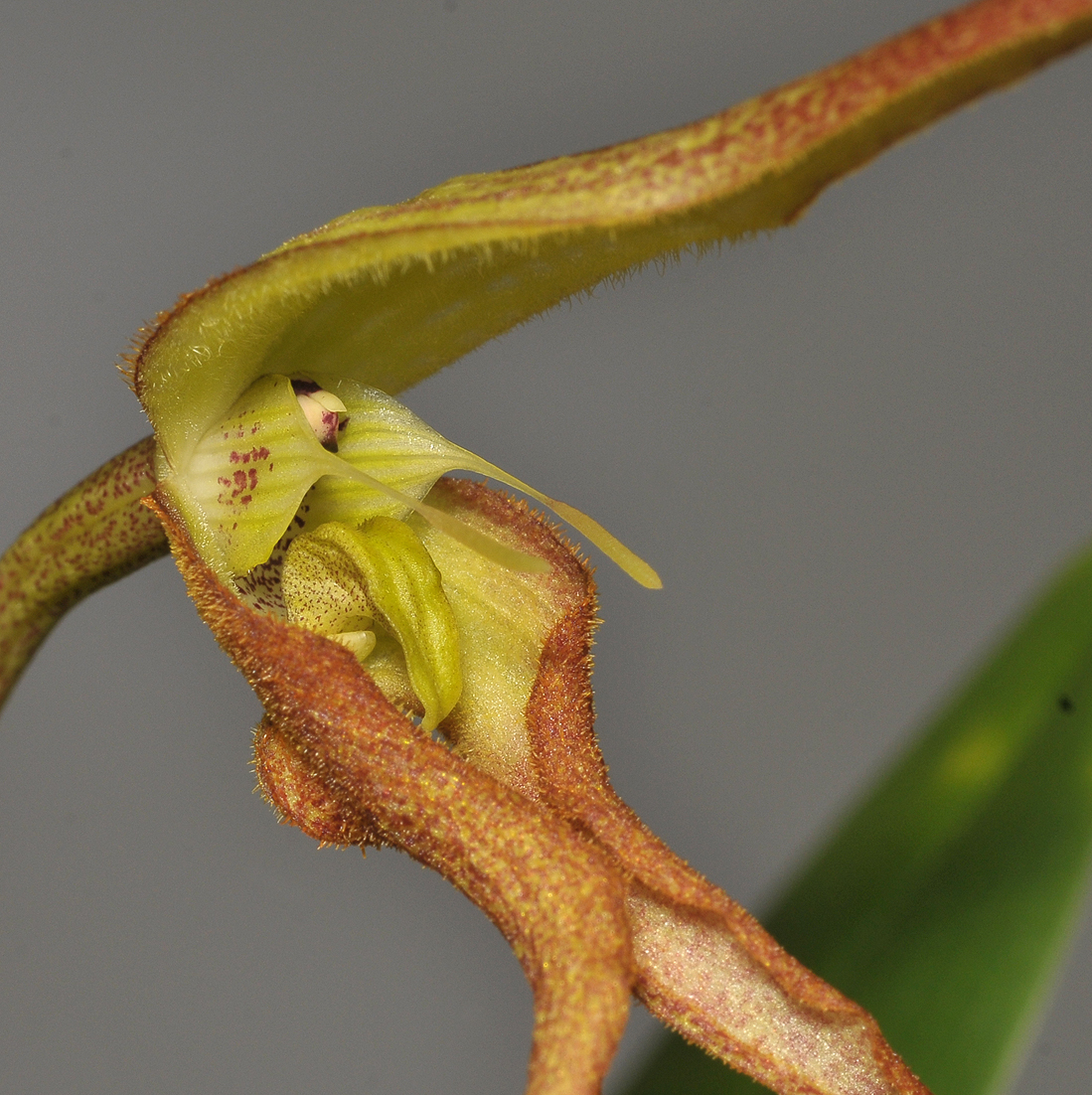 Bulbophyllum schmidii. Close-up.