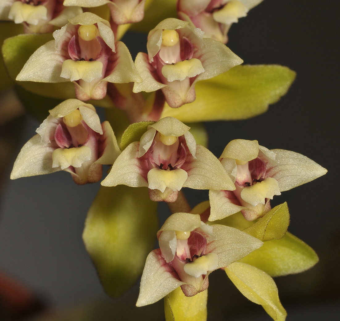 Pinalia latibracteata. Close-up.