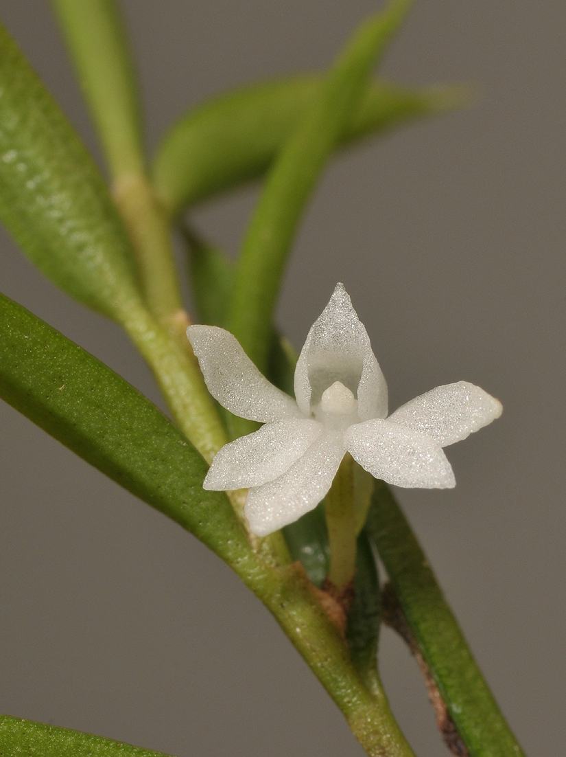Angraecum atlanticum. Close-up.