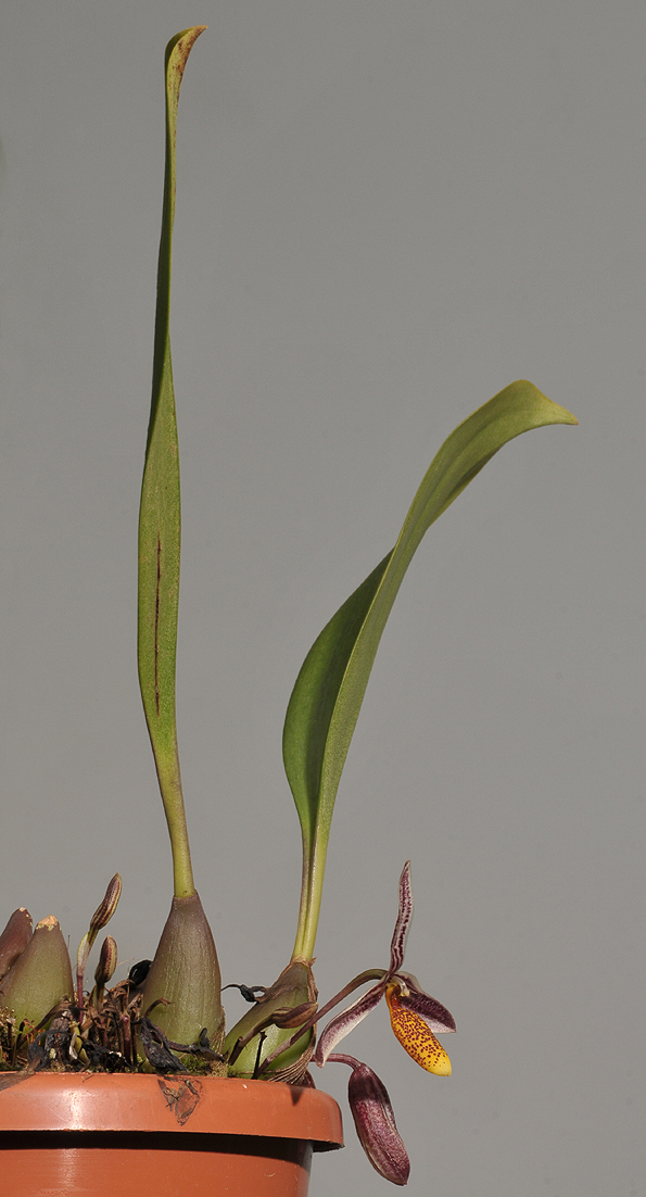 Bulbophyllum coloratum.