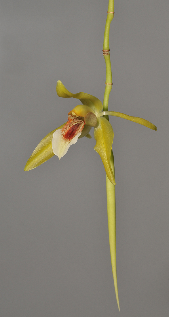 Coelogyne guamensis? sp. aff. carinata.