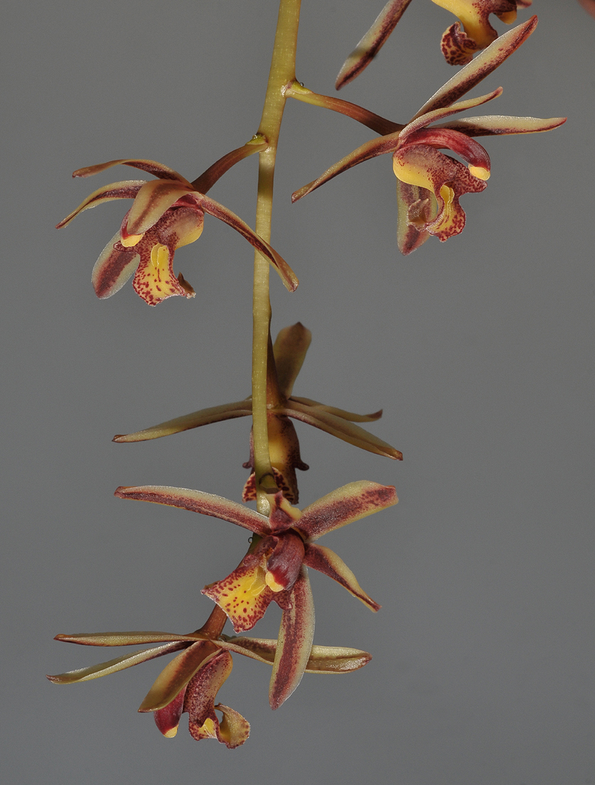 Cymbidium bicolor subsp. pubesens.
