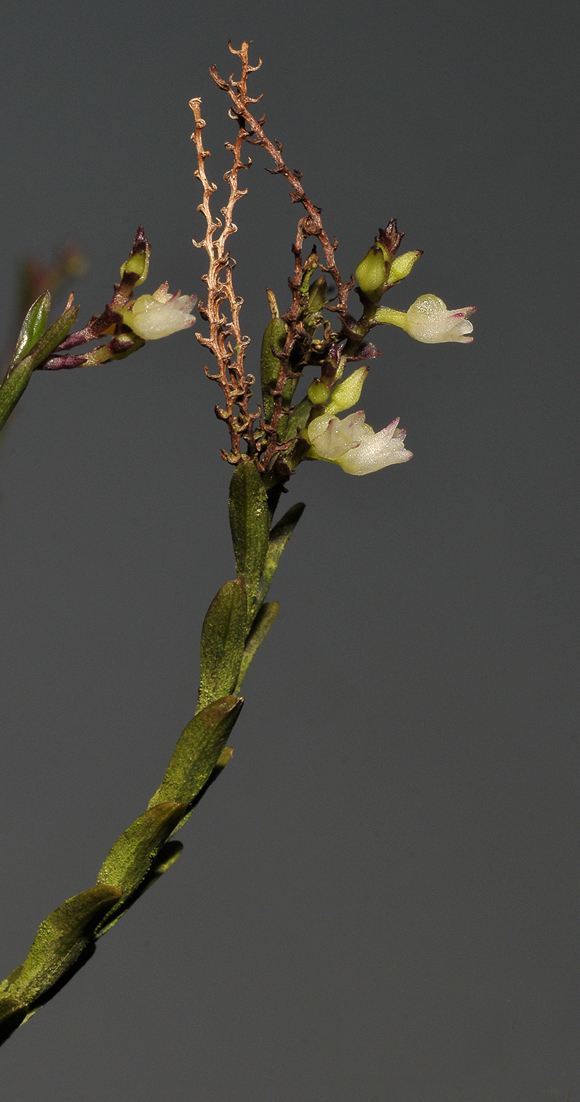 Podochilus lucescens. Closer.