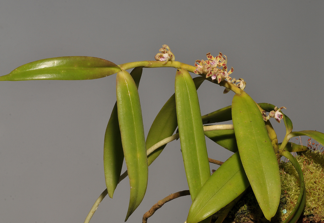 Trichoglottis papuana.