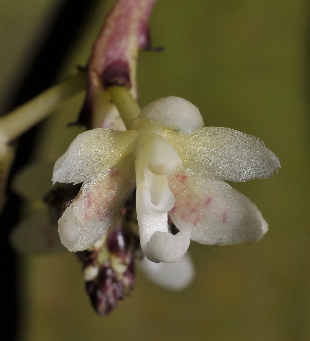 Brachypeza indusiata. Close-up.