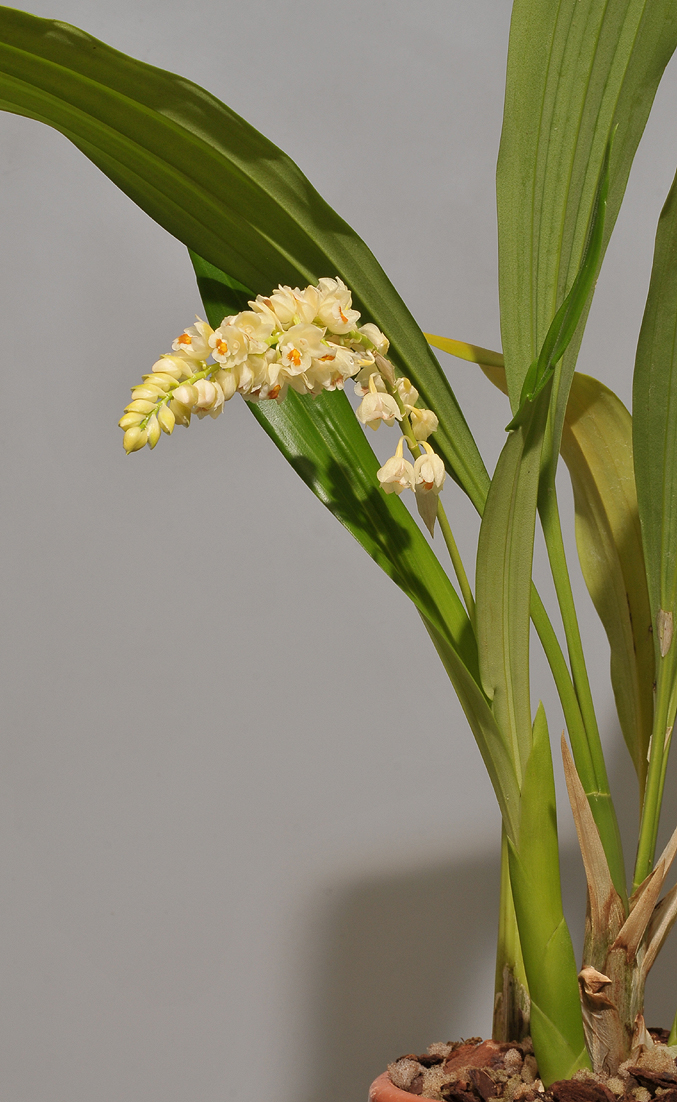 Pholidota spec. nov. aff. ventricosa.