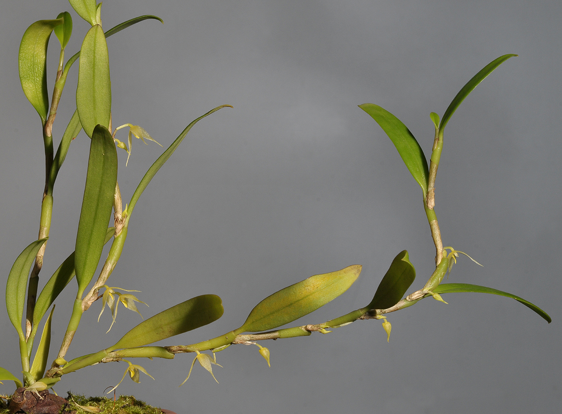 Bulbophyllum spec sect. fruticicola.