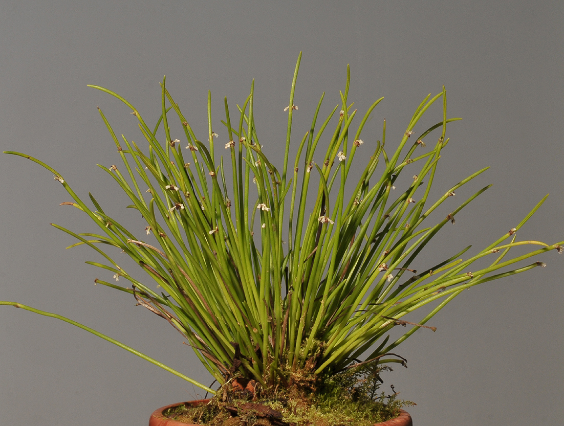 Ceratostylis platychila.