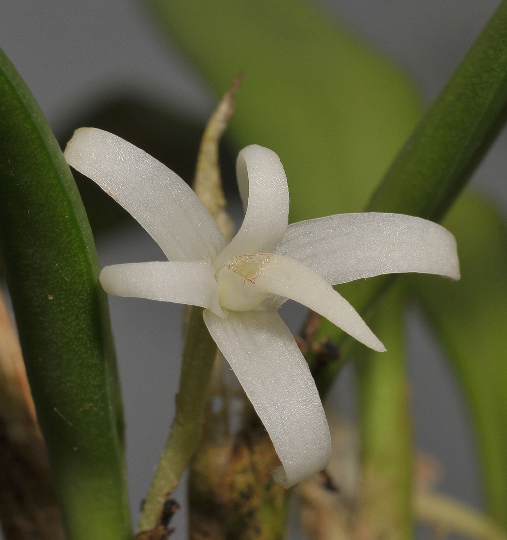 Ceratostylis pulchella. Close-up.
