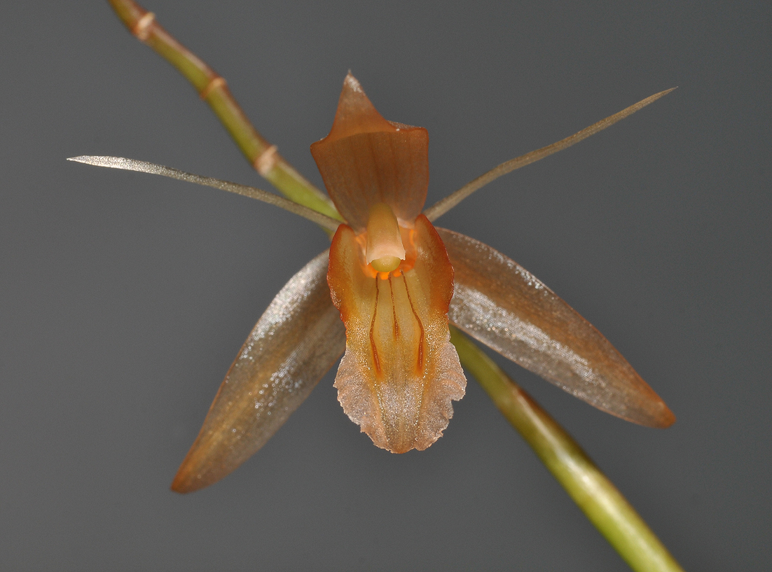 Coelogyne tenompokensis. Front.