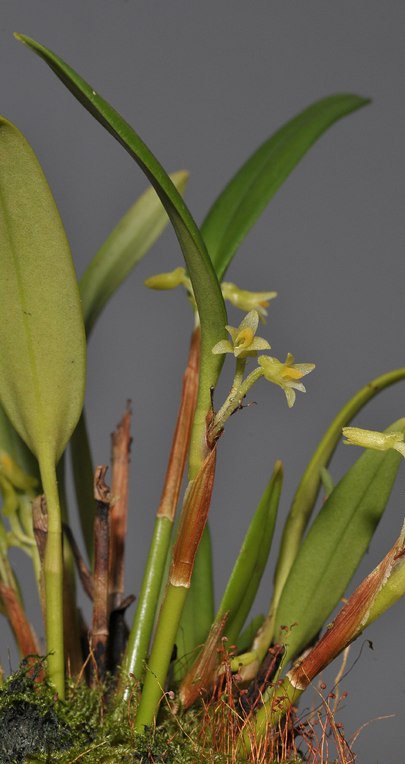 Ceratostylis spec.