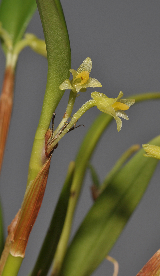 Ceratostylis spec. Closer.