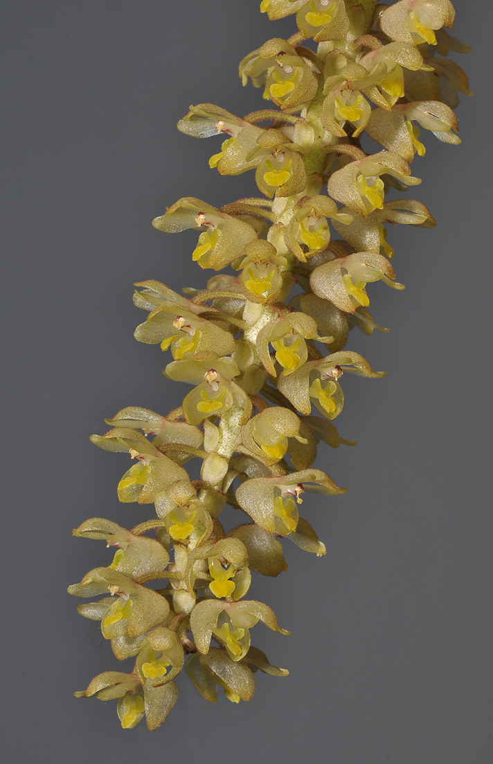 Eria wildgrubeana.