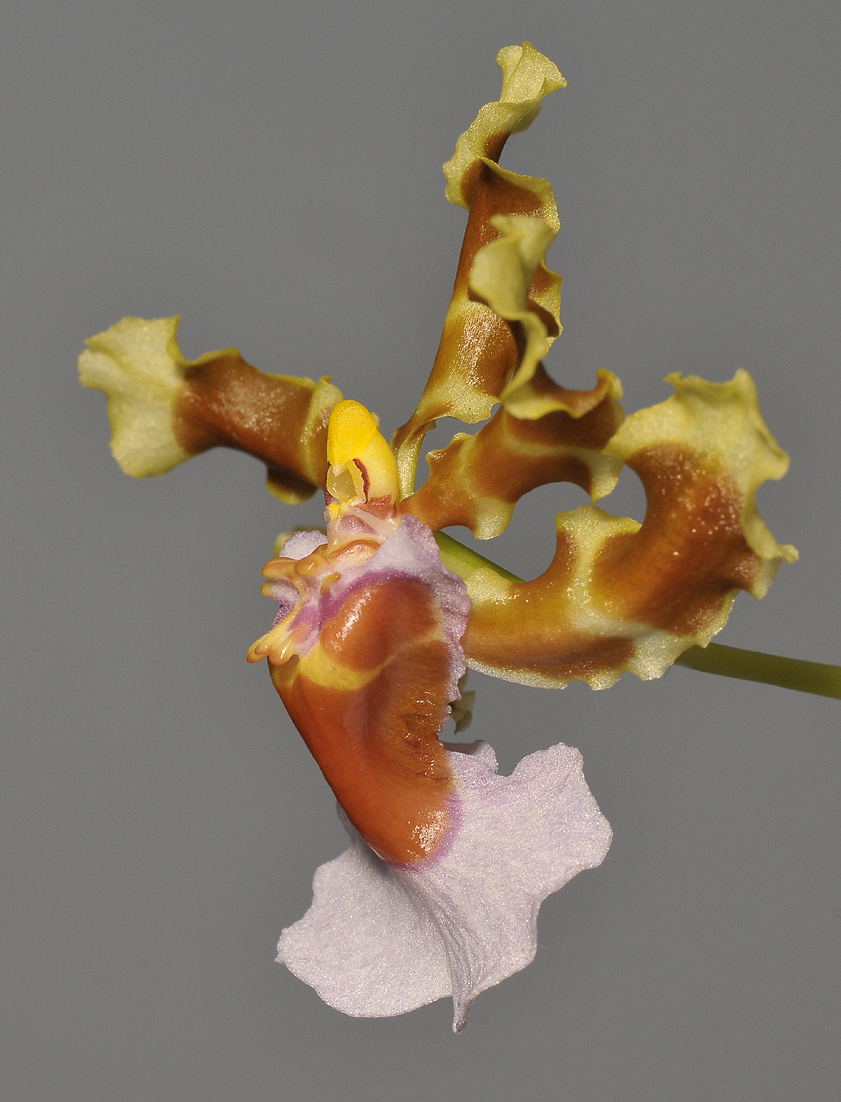 Oncidium maduroi. Side.