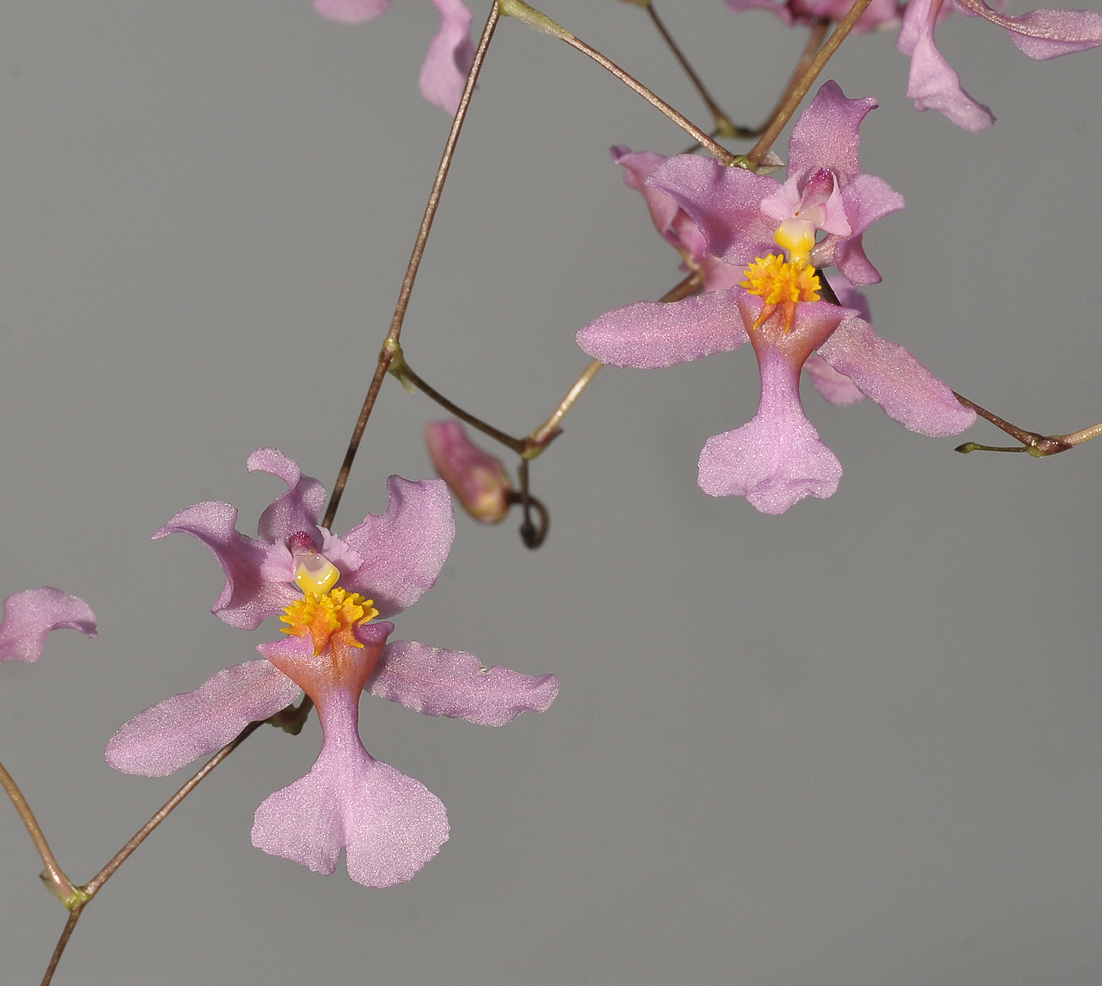 Oncidium sotoanum. Closer.