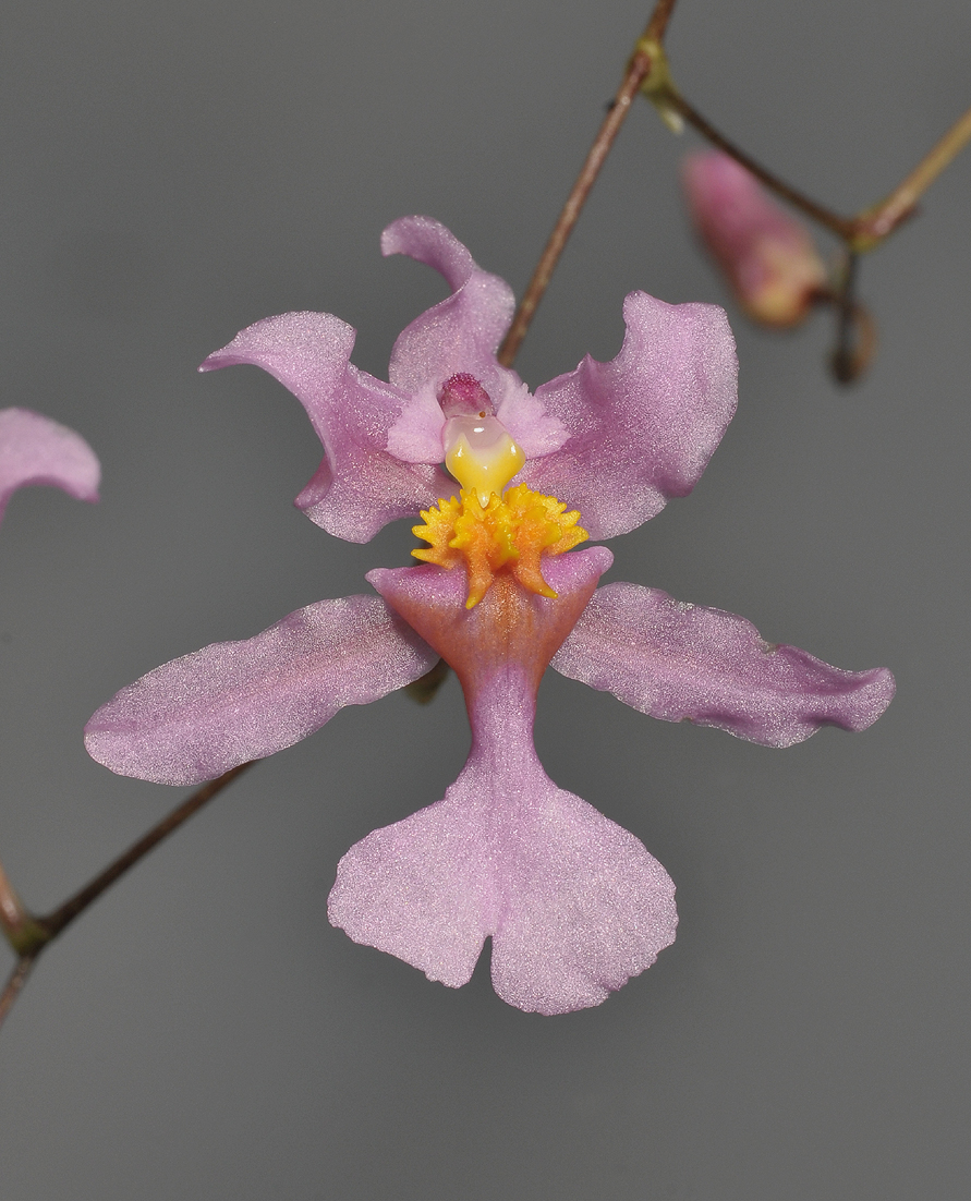 Oncidium sotoanum. Close-up.