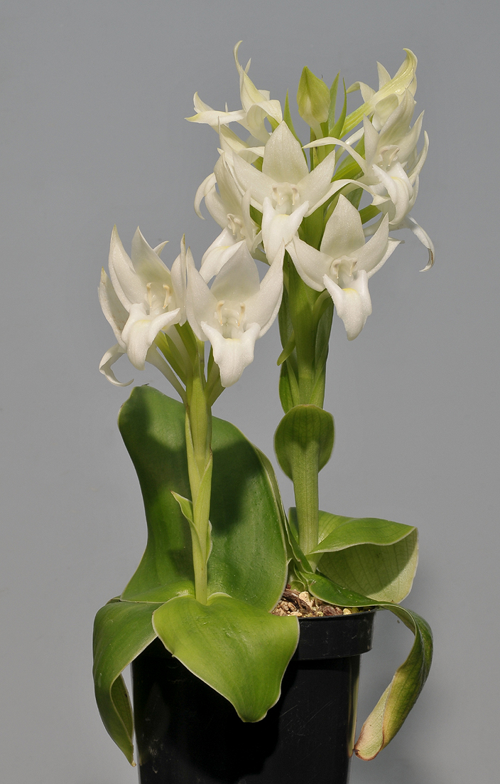 Pecteilis hawkesiana f. alba.