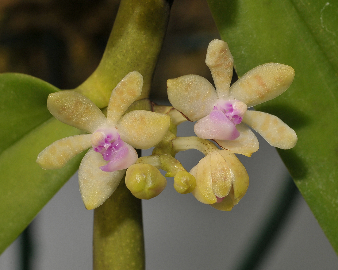 Trichoglottis rosea. Closer.