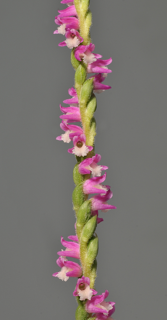 Spiranthes sinensis. Japanese form.