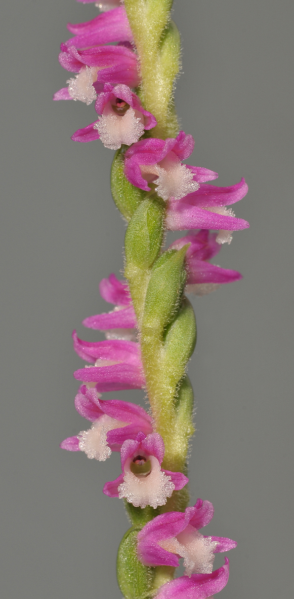 Spiranthes sinensis. Japanese form. Close-up.